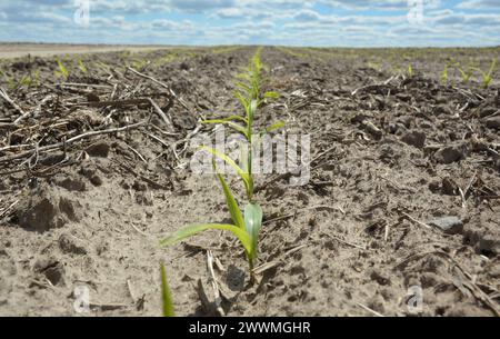 Young corn sprouts, plants growing in the corn field Stock Photo