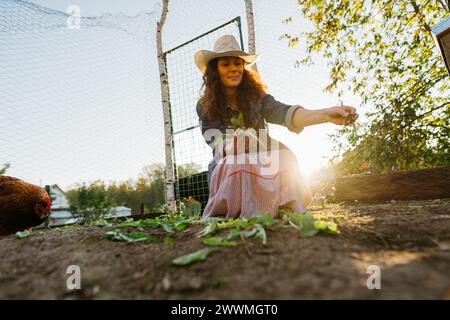 Woman farmer feeding chickens, sunny morning at home farm Stock Photo