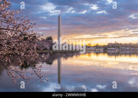 Washington Monument framed by cherry blossoms in peak bloom in W Stock Photo