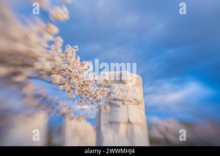 Martin Luther King Memorial framed by cherry blossoms  in Washin Stock Photo