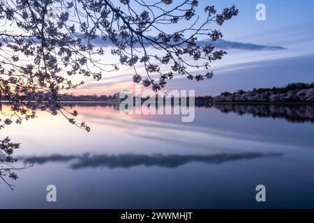 Jefferson Memorial framed by cherry blossoms at sunrise  in Wash Stock Photo