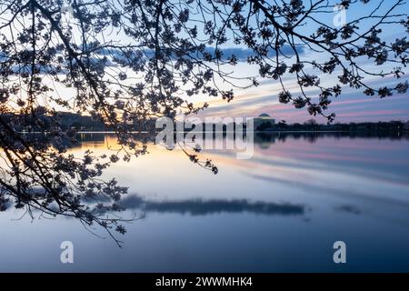 Jefferson Memorial framed by cherry blossoms at sunrise  in Wash Stock Photo