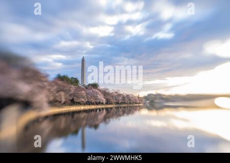 Washington Monument framed by cherry blossoms in peak bloom in W Stock Photo