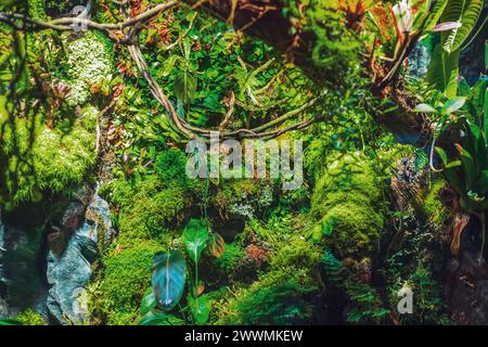 Tropical green leaves, mosses and roots, green wall. Natural tropical background. Stock Photo