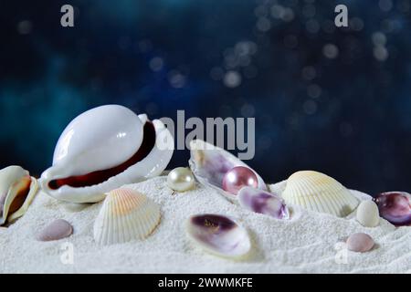 Seashells  on the sand against the night sky. Tropical beach at night, free space for your decoration. Stock Photo