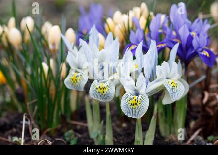 Iris reticulata  'Katharine Hodgkin', dark blue iris reticulata and crocus in flower. Stock Photo