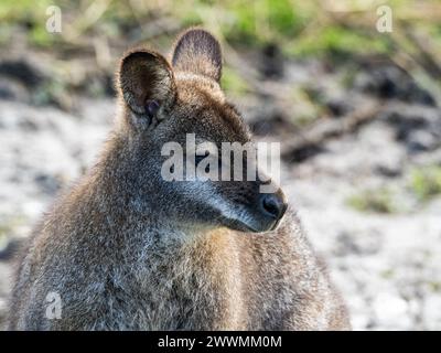 Head Portrait of a Wallaby Single wallaby kangaroo close up in front of a rock face Stock Photo