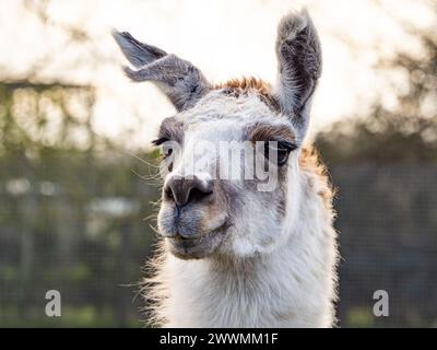 Wild Llama Facing Camera. Beautiful animal llama, white, close-up. Head of an older female animal. Stock Photo