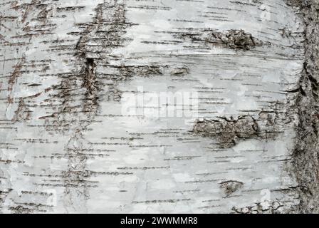 White birch bark, Betula pendula, silver birch texture, natural abstract background. Old tree trunk, close up. Dubnica nad Vahom, Slovakia Stock Photo