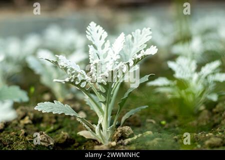 Cineraria Maritima or Silver Ragwort, commonly known as silver ragwort, is a perennial plant species in the genus Jacobaea in the family Stock Photo