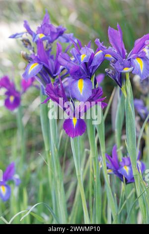 Iris x hollandica 'Blue Magic' flowers. Stock Photo