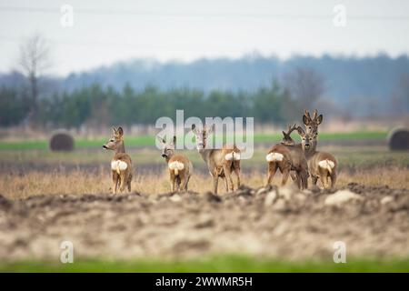 A group of roe deers stands in a field, eastern Poland Stock Photo