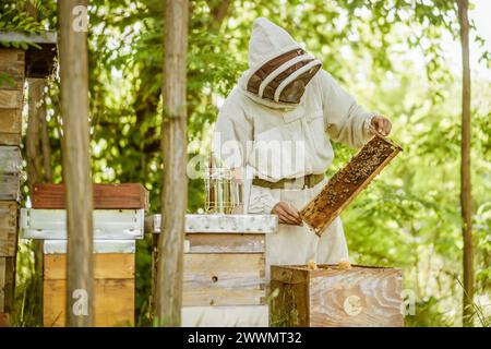 Beekeeper is examining his beehives in forest. Beekeeping professional occupation. Stock Photo