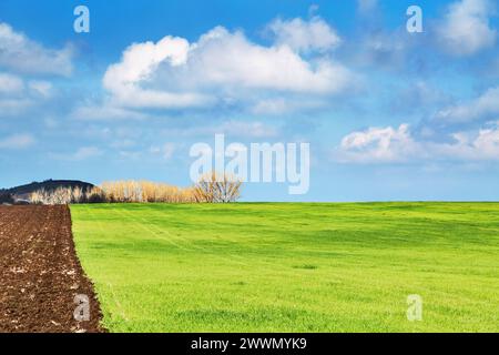 Beautiful spring landscape with fresh green field and blue sky Stock Photo