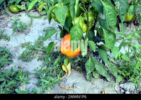A bush of sweet bell pepper with fruits grows in the garden. Stock Photo