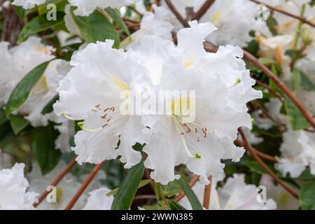 Rhododendron 'Jim Russell' (Ciliicalyx hybrid), large scented frilly white flowers or blooms with pale pink, flowering during spring, UK Stock Photo