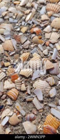 The seashells scattered on a sandy beach Stock Photo