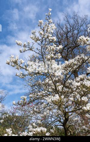 Magnolia × soulangeana 'Suishoren', a magnolia tree with white flowers during March or spring at the Savill Garden, Surrey Berkshire border England UK Stock Photo