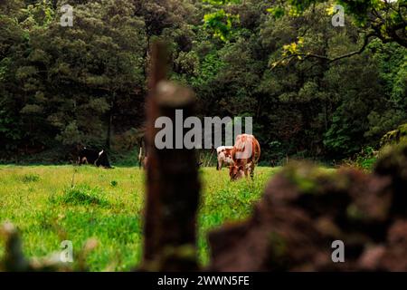 Cows on pasture, happy farm animals, at Azores islands in Portugal. Stock Photo