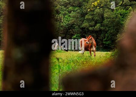 Cows on pasture, happy farm animals, at Azores islands in Portugal. Stock Photo