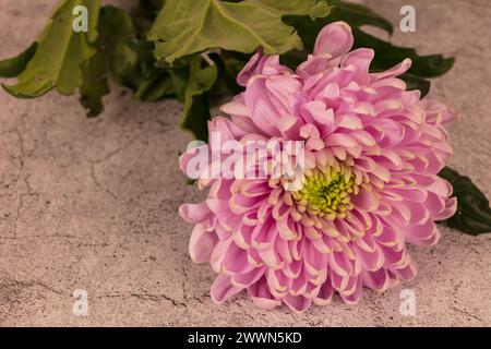Discarded pink Chrysanthemum lying on white cracked cement background in landscape format high resolution detailed photographic image, selected focus Stock Photo