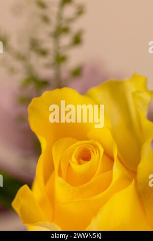 Portrait orientated photographic image of a single yellow rose against a pale background with limited out of focus foliage, detailed rose bud hi res Stock Photo