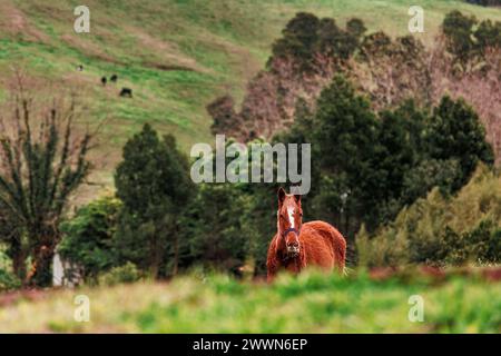 Traveling at Azores islands, farm animals in nature, surrounded by amazing landscapes. Stock Photo