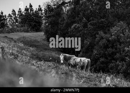 Traveling at Azores islands, farm animals in nature, surrounded by amazing landscapes. Stock Photo