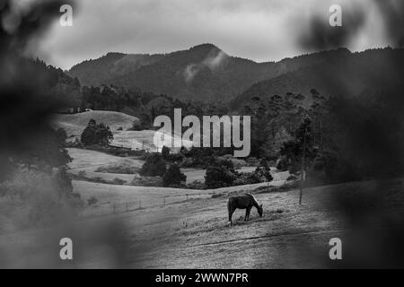 Traveling at Azores islands, farm animals in nature, surrounded by amazing landscapes. Stock Photo