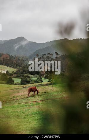 Traveling at Azores islands, farm animals in nature, surrounded by amazing landscapes. Stock Photo