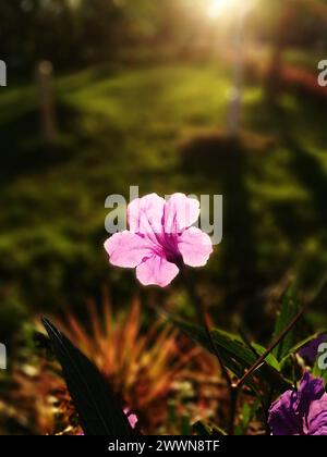 A pink Mexican petunia blooming in a green setting Stock Photo
