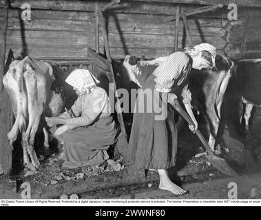 Livestock care in the barn. Woman sits and milks a lean cow while barefoot girl mows. Mangskog parish, Värmland, 1911. 'Milking and cleaning in the barn. Photograph from the summer of 1911, when the cows became unusually thin as a result of severe drought and lack of pasture.' 'The woman, who is milking, sits on a small stool of primitive manufacture. Between her knees she holds the 'colla', the bar, a ladle vessel with usually upright poles, the rearmost of which is extended and shaped into a handle, 'öre'. The milking is carried out alternately with 'squeezing' and 'draining', methods where Stock Photo