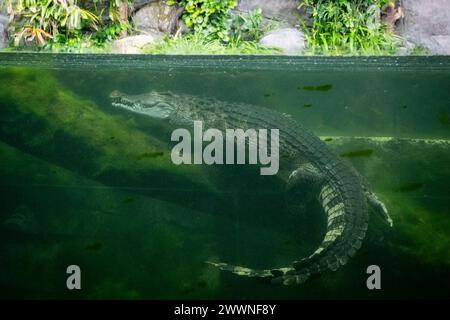 London, UK.  25 March 2024. Philippine crocodile (Crocodylus mindorenis) at a preview of the new Secret Life of Reptiles and Amphibians experience at London Zoo, ahead of its opening to the public on Friday 29 March.  Credit: Stephen Chung / Alamy Live News Stock Photo