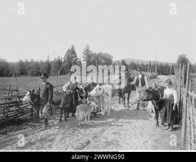 Dalarna Sweden 1919. A family with their various animals along a gravel road with a fenced yard on the sides. The cows are led forward by hand, the goat is allowed to walk by itself. The women and men are dressed in traditional clothes and headdresses. The man leads the horse which is loaded with two baskets. A little boy sits on the horse. The picture taken by Gerda Söderlund Leksand in 1919. Stock Photo