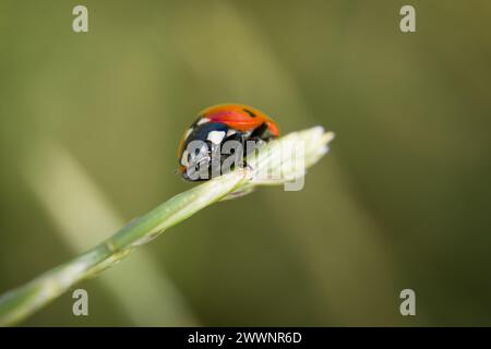 Ladybug sitting on a blade of grass on a flower meadow in summer, Germany Stock Photo