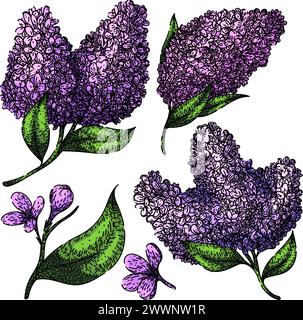 lilac set sketch hand drawn vector Stock Vector