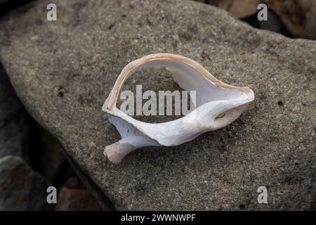 White broken sea snail conch, found on the beach in the north Iceland. Stone in the background. Area of Westfjords, Isafjordur, Iceland. Stock Photo