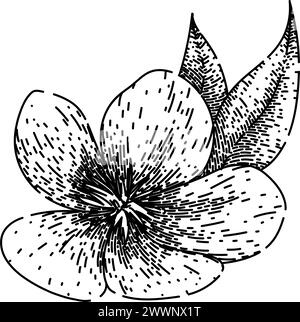 flower hellebore sketch hand drawn vector Stock Vector