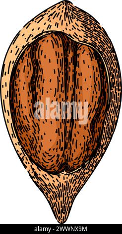 shell pecan nut sketch hand drawn vector Stock Vector Image & Art - Alamy