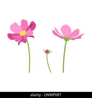 Set of pink cosmos flowers, stems, bud, flowers. Vector, white background. Stock Vector