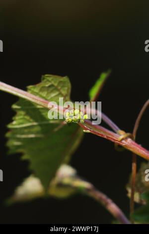 close up view of fruit buds of grape, flower bud sprouting on a grape vine, in a vineyard Stock Photo