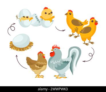 Chicken life cycle. Farm bird growth stages. Domestic animal development. Cartoon rooster and hen with chicks. Inhabitants of poultry yard. Egg hatchi Stock Vector