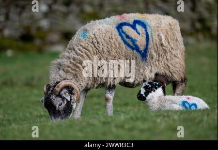 Swaledale ewe, with a blue heart mark on her side, grazing whilst its mule lamb sits on the grass. North Yorkshire, UK. Stock Photo