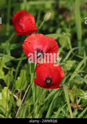 Red Common Poppies also known as Flanders Poppies - Papaver rhoeas, growing wild in an agricultural field in Oeiras, Lisbon. Stock Photo