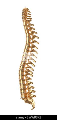 3d illustration of a shiny, golden human spinal column on a white background. 3d render Stock Photo