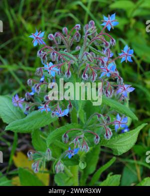 Borage flowers growing in nature. Borago Officinalis, Boraginaceae. Springtime - Sintra, Portugal. Stock Photo