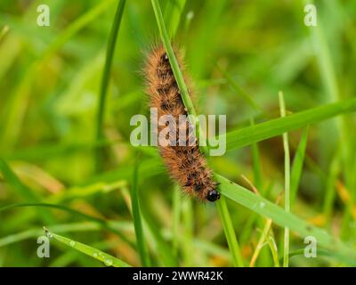 Over wintered caterpillar of Phragmatobia fuliginosa, the Ruby Tiger UK moth, resting on grasses in early spring. Stock Photo