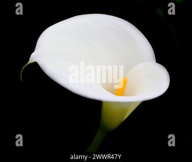 Close-up of a white Calla Lily against a black background. Zantedeschia aethiopica. Selective shallow focus. Springtime. Sintra, Portugal. Stock Photo