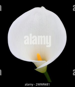 Close-up of a white Calla Lily against a black background. Zantedeschia aethiopica. Selective shallow focus. Springtime. Sintra, Portugal. Stock Photo
