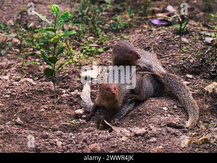 The mating pair of the Indian grey mongoose is in grassland at Tehatta, West Bengal. These species are known for its ability to combat venomous snakes. The Indian grey mongoose is a mongoose species native to the Indian subcontinent and West Asia, found in open forests, scrublands, and cultivated fields, often close to human habitation. It is bold and inquisitive but wary, seldom venturing far from cover. Its prey includes rodents, snakes, birds' eggs and hatchlings, lizards, and a variety of invertebrates. It breeds throughout the year. India. Stock Photo